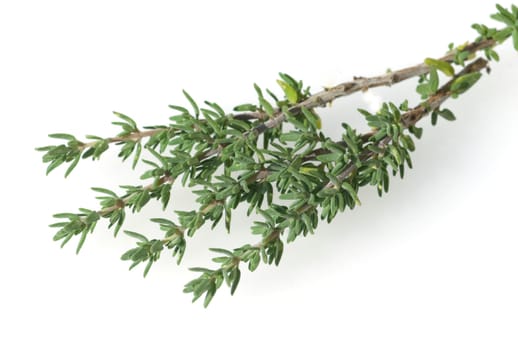 Zitronenthymian, Thymus, citriodorus