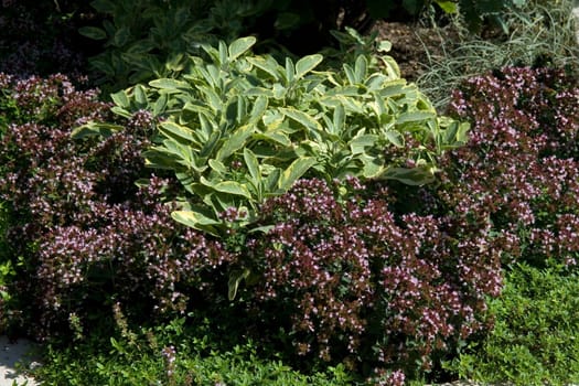 Zitronenthymian, Salvia, Iceterina