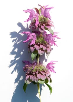 Zitronenmonarde  Präriebergamotte  Monarda citriodor