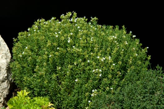 Zitronenthymian, Thymus, citriodorus