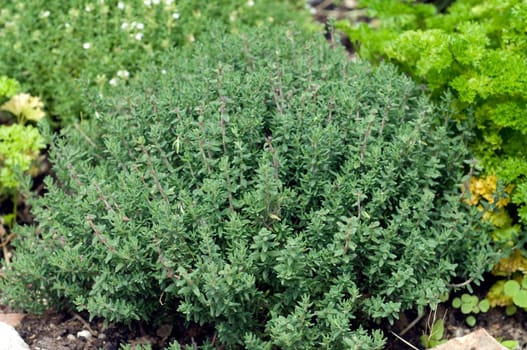 Zitronenthymian, Thymus citriodorus