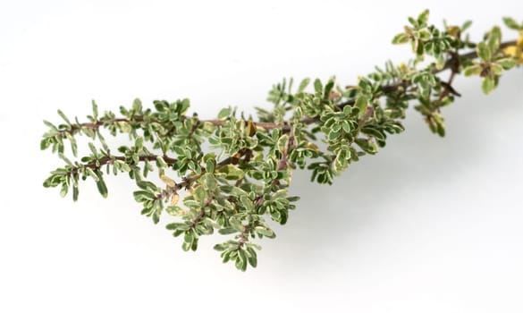 Zitronenthymian, Weiss-gruener
