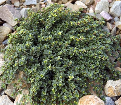 Zitronenthymian, Thymus, citriodorus