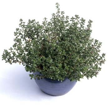 Zitronenthymian, Thymus, citriodorus