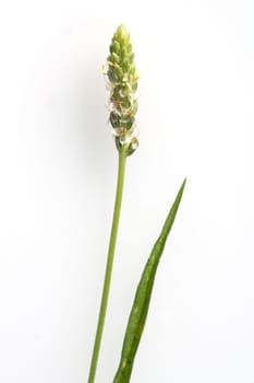 indischer flohsamen
