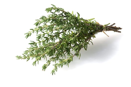 Zitronenthymian, Thymus citriodorus