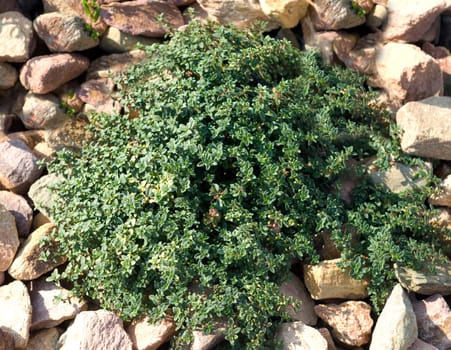 Zitronenthymian, Weiss-gruener, Thymus citriodorus