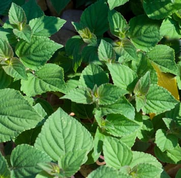 Zitronen-Salbei, Salbei, Salvia elegans