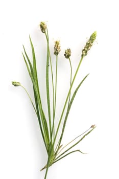 indischer flohsamen, Flohsamenkraut, flohsamen, Plantago ovata, Wegerich