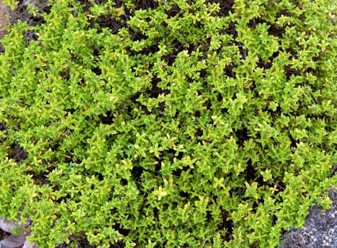 Zitronenthymian  Thymus x citriodorus 'Golden Dwarf'
