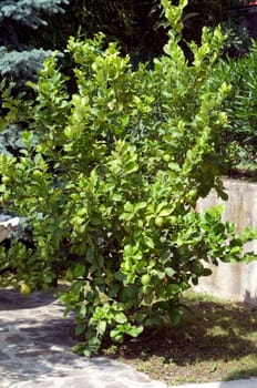 Zitronenstrauch  Citrus limon