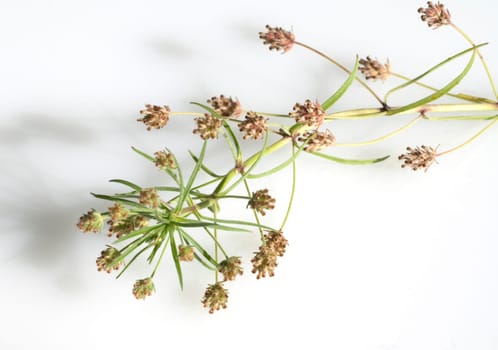 indischer flohsamen, flohsamen, Plantago ovata