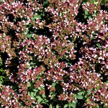 Zitronenthymian  Thymus citriodorus
