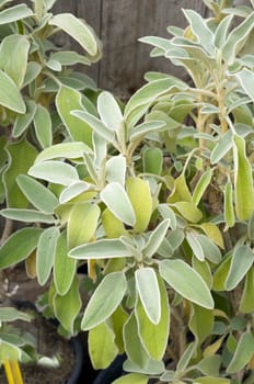 jerusalem, Salbei, Phlomis