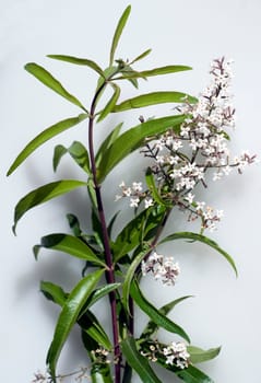 Zitronenverbene, Verveine, Lippia, citrodora
