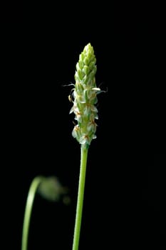 indischer flohsamen, Flohsamenkraut, flohsamen, Plantago ovata, Wegerich