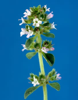 Zitronenthymian, Thymus citriodorus, Heilpflanze, Küchenkraut, Gewürzkraut, Gartenpflanze.