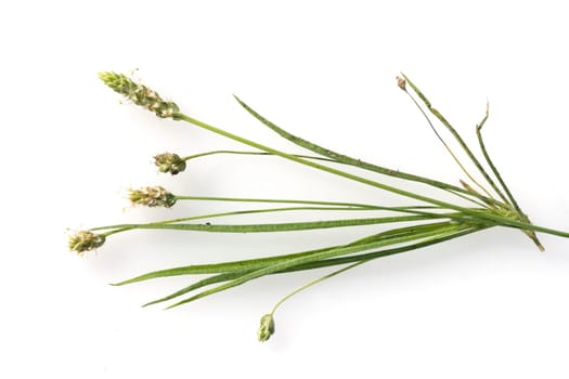 indischer flohsamen, Flohsamenkraut, flohsamen, Plantago ovata, Wegerich