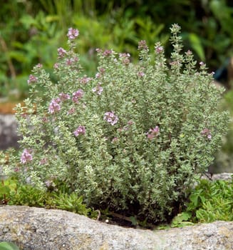 Zitronenthymian, Thymus, citriodorus