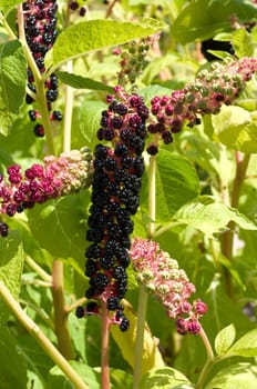 kermesbeeren  Amerikanische kermesbeere  phytolacca americana