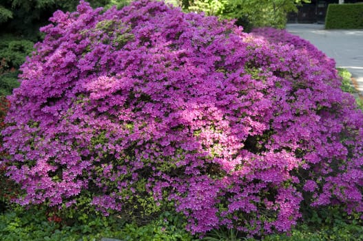 japanische Azalee, repens