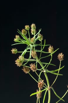 indischer flohsamen, flohsamen, Plantago ovata