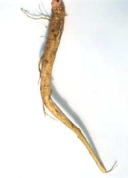 kermesbeere, phytolacca americana  Wurzel