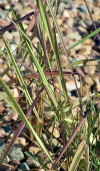 Zitronengras  Cymbopogon citratus