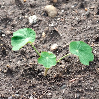 Kapuzinerkresse  Nasturtium  Tropaeolum majus  Keimling, Sproessling
