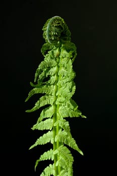 junger Farnwedel, Bischofsstab