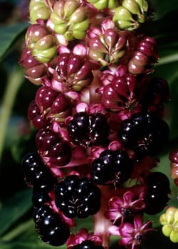 kermesbeeren, phytolacca americana