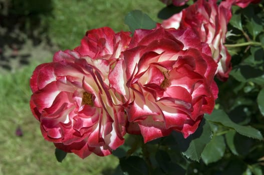 jubilee du Prince de Monaco  Floribundarose
