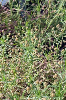 indischer flohsamen, flohsamen, Plantago ovata