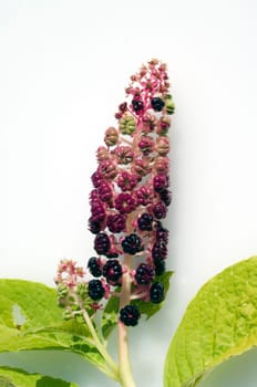 kermesbeeren  Amerikanische kermesbeere  phytolacca americana