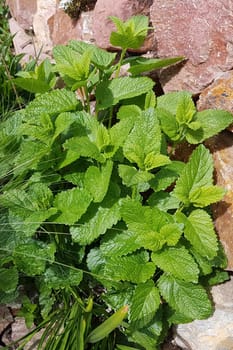 Zitronenmelisse  Melissa  officinalis, Heilpflanze  Kraeuter