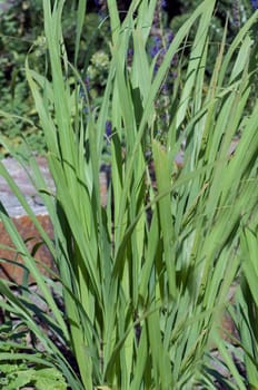 Zitronengras  Cymbopogon citratus