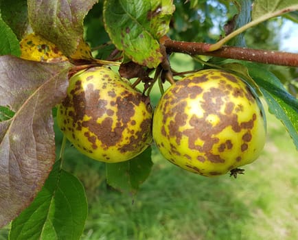 fauler, verfaulter, Apfel, Malus, domestica