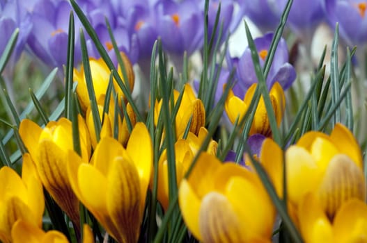 Gartenkrokus, Krokus, Crocus, Vernus