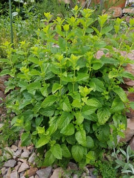 Melissa, officinalis, Zitronenmelisse, Melisse