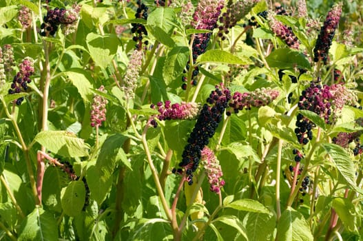 kermesbeeren  Amerikanische kermesbeere  phytolacca americana