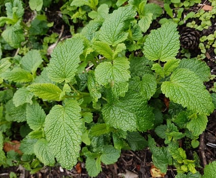 Zitronenmelisse Melissa officinalis, ist eine wichtige Heilpflanze und eine Duftpflanze mit weissen Blueten. Sie ist eine schoene Staude und wird auch in der Medizin verwendet. Lemon balm Melissa officinalis, is an important medicinal plant and an aromatic plant with white flowers. It is a beautiful perennial and is also used in medicine.
