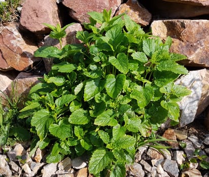 Zitronenmelisse Melissa officinalis, ist eine wichtige Heilpflanze und eine Duftpflanze mit weissen Blueten. Sie ist eine schoene Staude und wird auch in der Medizin verwendet. Lemon balm Melissa officinalis, is an important medicinal plant and an aromatic plant with white flowers. It is a beautiful perennial and is also used in medicine.