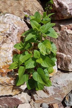 Zitronenmelisse  Melissa  officinalis, Heilpflanze  Kraeuter