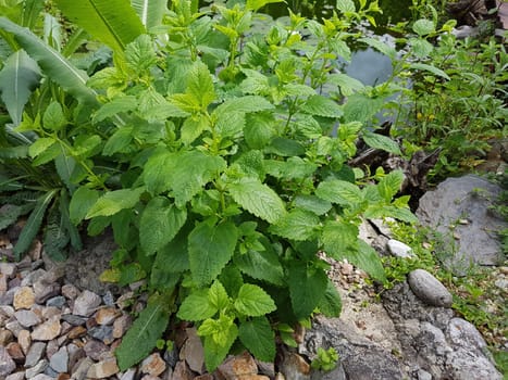 Zitronenmelisse  Melissa  officinalis, Heilpflanze  Kraeuter