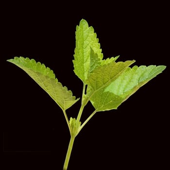 Zitronenmelisse  Melissa  officinalis