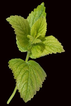 Zitronenmelisse  Melissa  officinalis