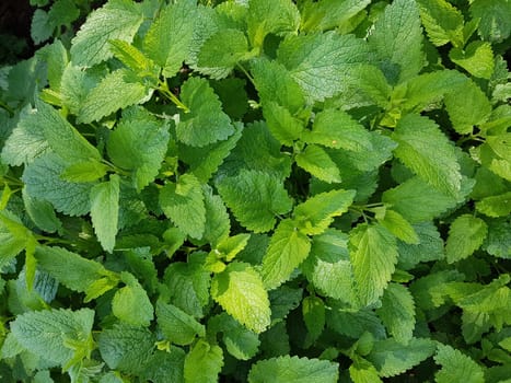 Zitronenmelisse  Melissa  officinalis