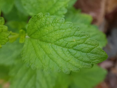 Zitronenmelisse  Melissa  officinalis, Heilpflanze  Kraeuter
