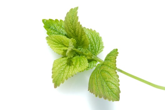 Zitronenmelisse  Melissa, officinalis