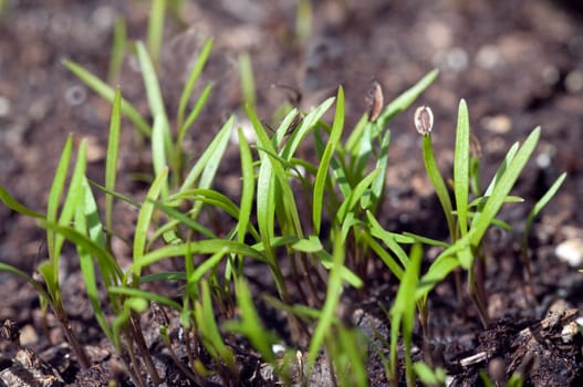 Dill  Anethum Ist eine Kraeuterpflanze, Kuechenkraeuterpflanze, Gewuerzpflanze, Kuechengewuerz, heipflanze, Duftpflanze